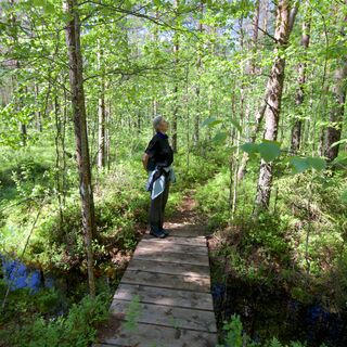 Im Laubwald auf dem Tornimäki-Weg
