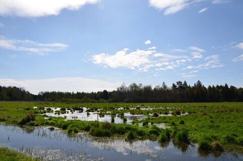 Moor im Naturschutzgebiet Pfrunger-Burgweiler Ried