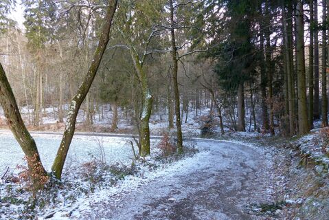 Spazierweg am Waldrand