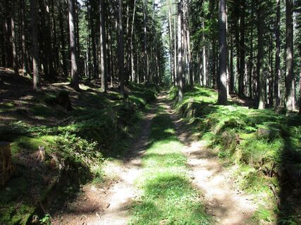 Waldweg