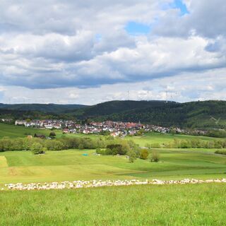 Schafherde vor Eschenstruth