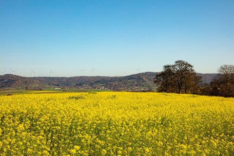 Rapsfeld in Gaildorf (Symbolbild Sommer)