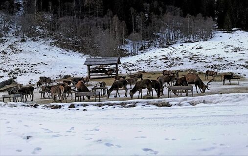 Wildfütterung im Winter