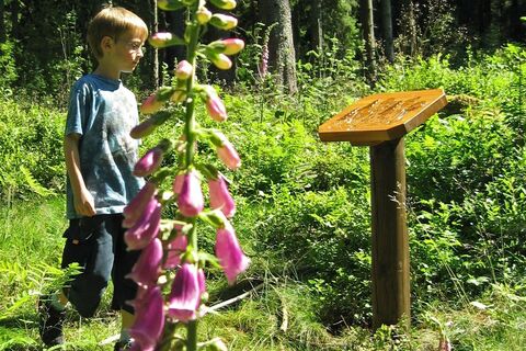 Station auf dem Wildnispfad Altenau