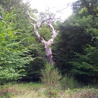 Oberes Baybachtal - Waldgeist