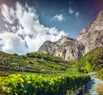 Walliser Weinberge entlang dem Weinweg