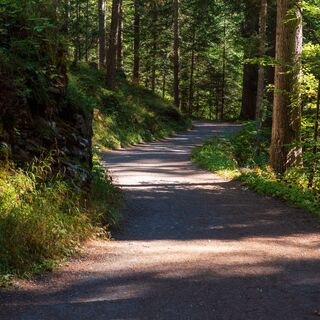 Flimser Wald