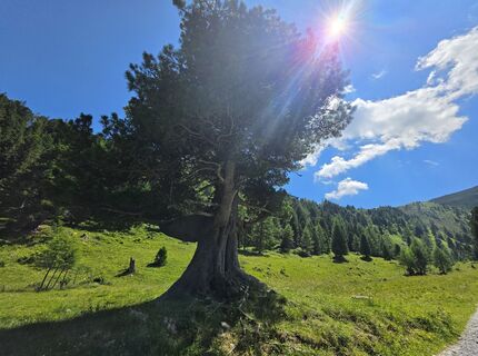 Fotografija s spletne strani MRDL na poti