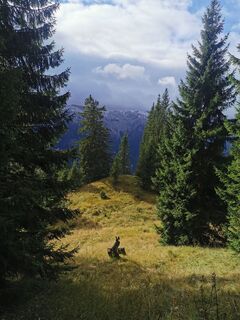 Photo de Steinbock le long du parcours