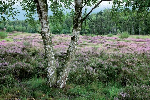 Blick auf die Wahner Heide