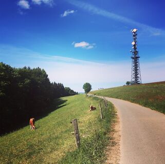 Der Schombergturm
