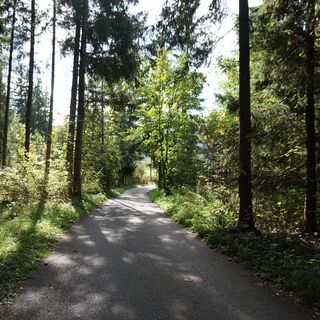 Durch den Murwald geht es weiter in Richtung Judenburg