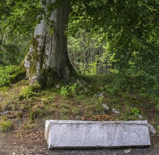 Markanter Baum an der Schwalenburg