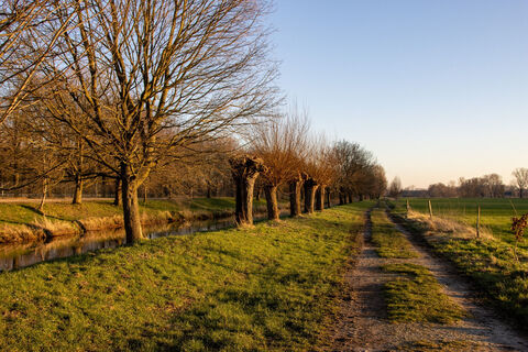 Kopfweiden an der Niers