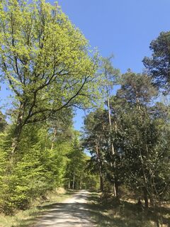 Breiter Weg richtung Schloss