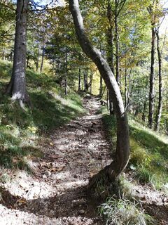 Wanderweg - Steig zum Eibensee