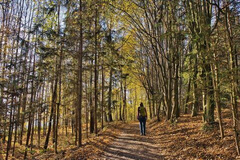Der Weg führt durch Mischwälder