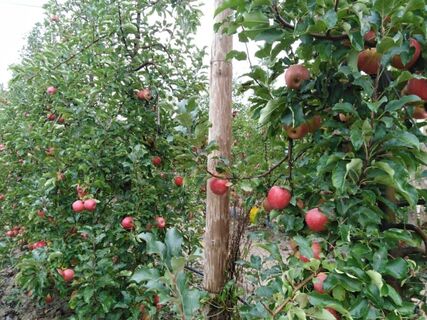 Apfelbäume aus Marsillargues