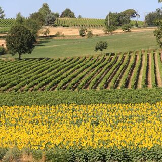 Landschaft mit Weinreben