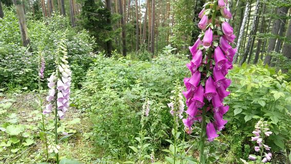 Rund um den Kulm bei Saalburg