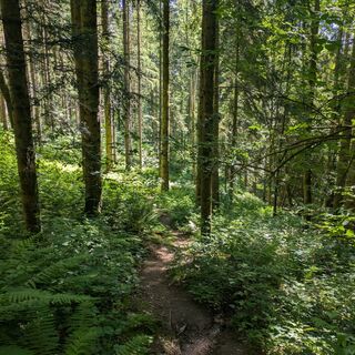 Auf schmalen Pfaden durch den Wald richtung Haslach