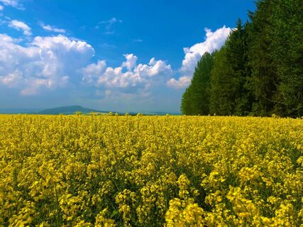 Blick vom Firstenweg Richtung Scheibenberg