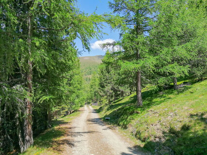 Schöne Wege durch die, hauptsächlich, Lärchenwälder.