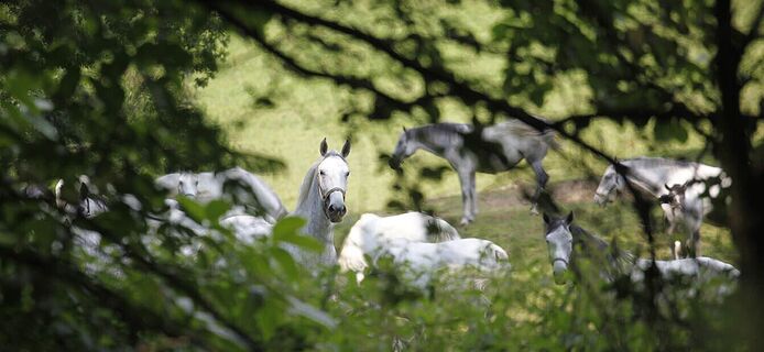 Lipizzaner auf der Weide