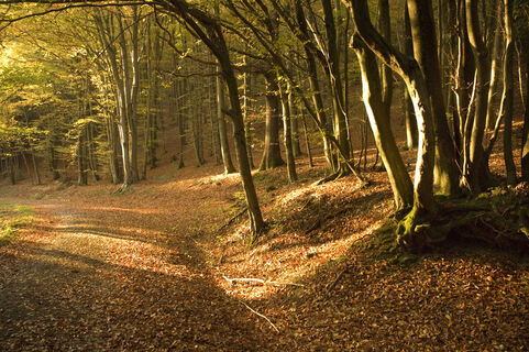Herbst-Stimmung im Wald