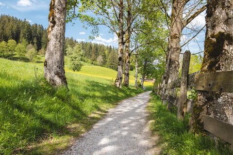Sunnseitweg Söll Frühling