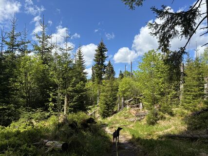 Photo de Martin Haslinger le long du parcours