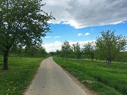 Obstplantagen im Renchtal