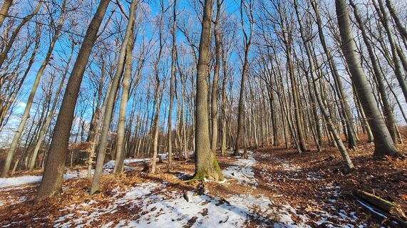 Photo de Regina Fleischmann le long du parcours
