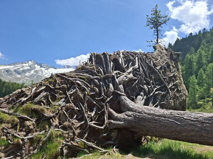 Fotografija s spletne strani Magnus Moser na poti