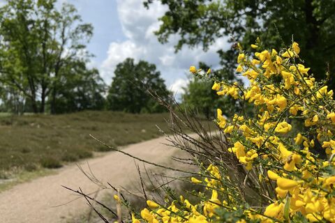 Behringer-Hügelgräberheide-Ginster-ccbysa-foto©bispingen-touristik-min.jpeg