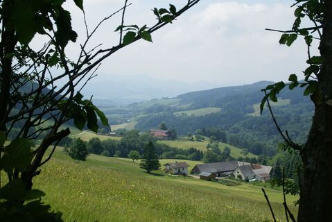 Elsbeerweg zur Gföhlberghütte