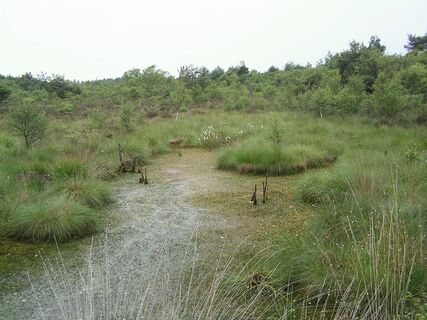 Totes Moor