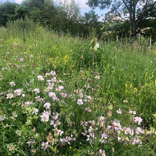 Blumenwiese