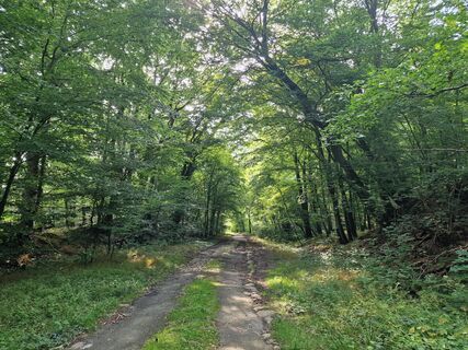 Schieringer Forst Wald.jpg