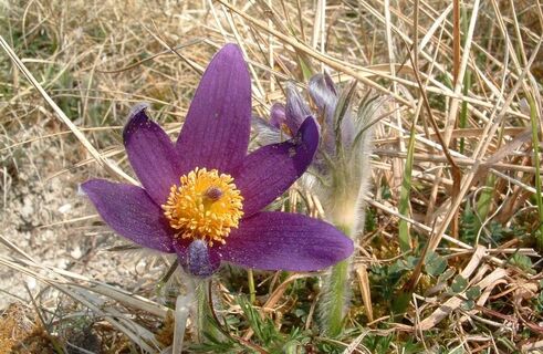 Anemonen-Pulsatille-Berg-Montenoy