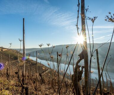 Weinreben am Moselsteig bei Winningen