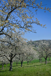 Mühlburg im Frühling