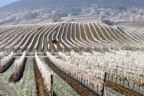 Winter im Weingarten