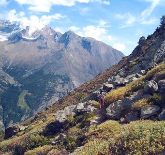 Steinwildpfad oberhalb Saas-Fee