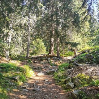 Waldweg