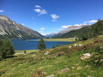 Alpenrosenblüte am Lej da Segl