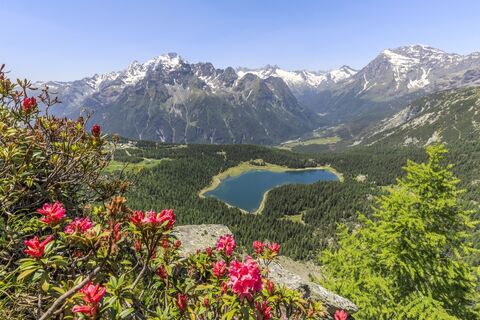 Rhododendren aus Roggione