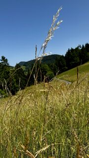 Fotografija s spletne strani Capricorn na poti