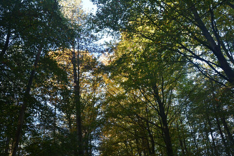 Reichswald