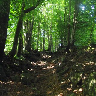 Wald
